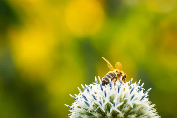 Abeja en una flor — Foto de Stock