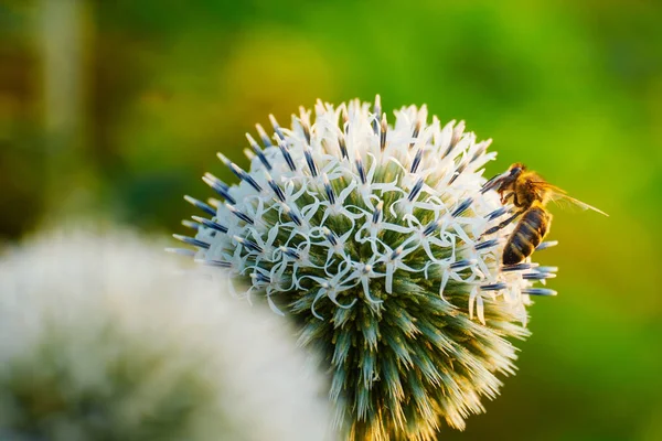 Abeja en una flor — Foto de Stock