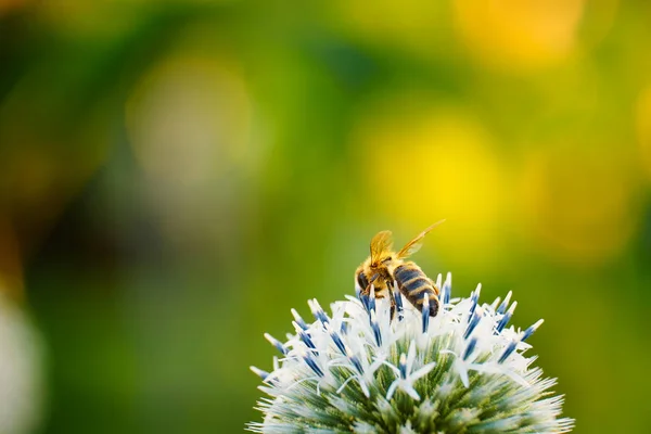 Abeja en una flor — Foto de Stock