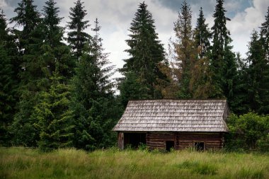 Ormanda eski ahşap kulübe