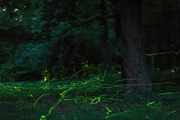 Fairytale sahne ateş böcekleri gece orman — Stok fotoğraf
