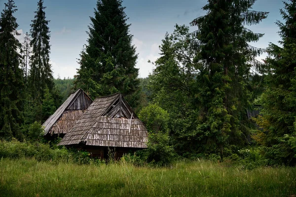 Altes Blockhaus im Wald — Stockfoto