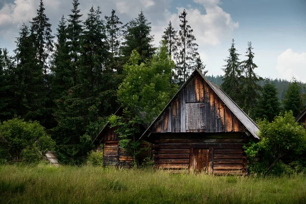 Gammel tømmerhytte i skogen – stockfoto