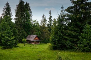 Eski günlük kabin ormanının içinde