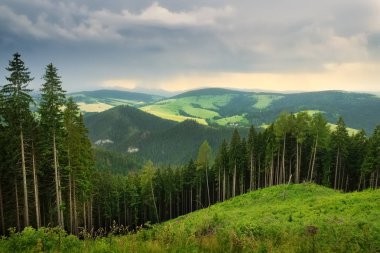 Tatra Dağları çam ormanı manzara