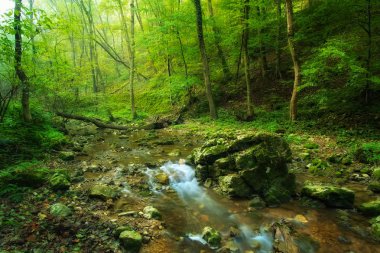 Sonbahar ormanında dere