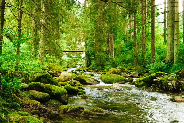 Fließender Bach im Wald — Stockfoto