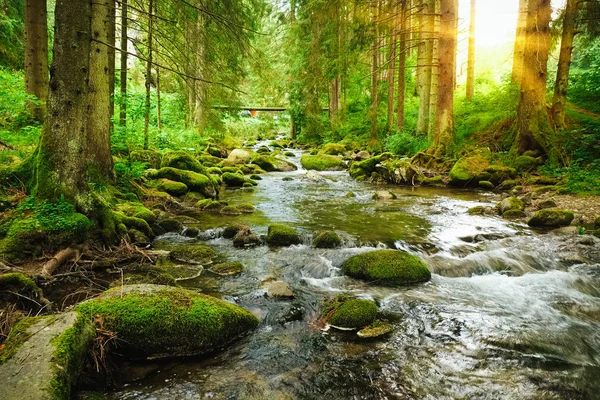 Fließender Bach im Wald — Stockfoto