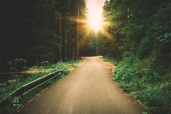 Sunny forest road — Stock Photo, Image