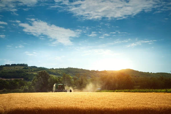 Harvester machine to harvest wheat field working — Stock Photo, Image