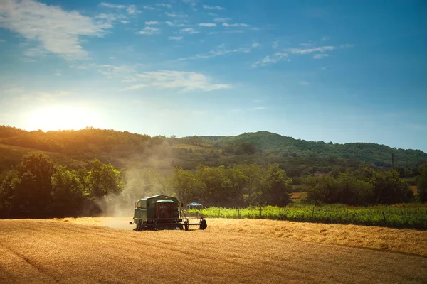 Harvester machine to harvest wheat field working — Stock Photo, Image