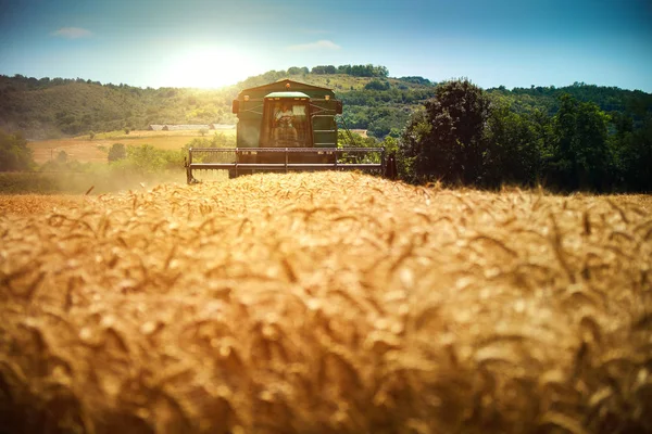 Colheitadeira máquina para colher o trabalho do campo de trigo — Fotografia de Stock