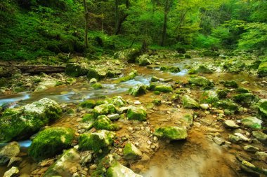 Sonbahar ormanında dere