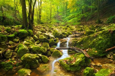 Sonbahar ormanında dere