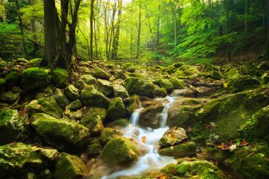 Sonbahar ormanında dere