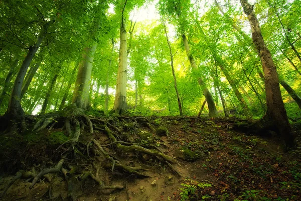 Radici di albero nella foresta — Foto Stock