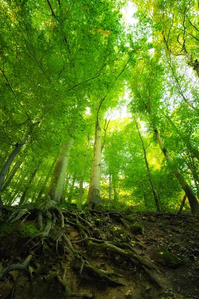 Roots of tree in the forest — Stock Photo, Image