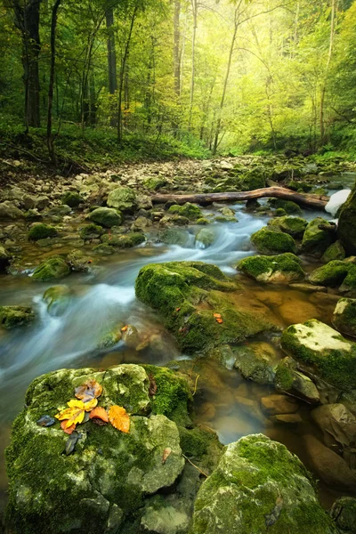 Bach im Herbstwald — Stockfoto