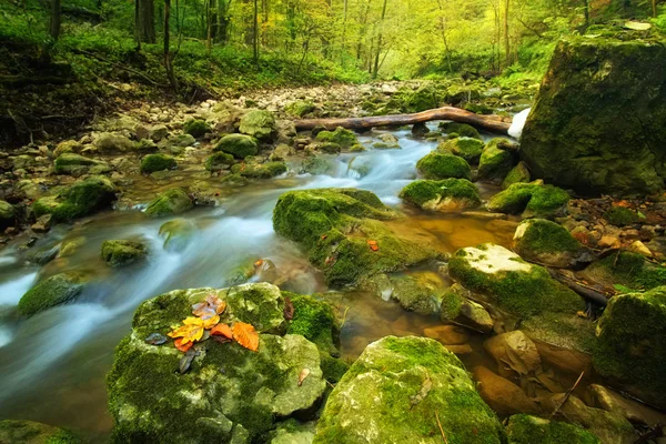 Arroyo en bosque de otoño — Foto de Stock