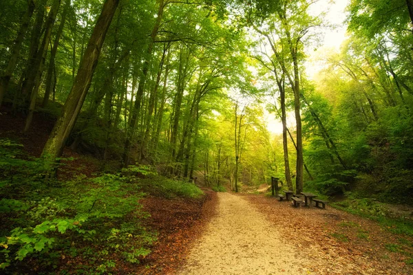 Campo de carretera forestal —  Fotos de Stock