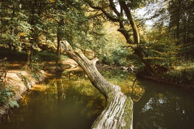Kuru ağaç gövdesinde orman