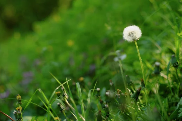 Dandelion on a spring meadow — Stock Photo, Image