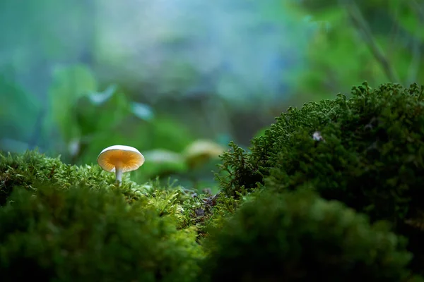 Champignon dans la forêt — Photo