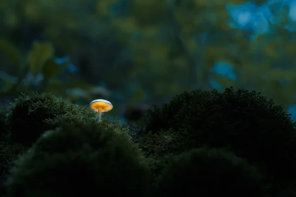 Fungo incandescente nella foresta oscura — Foto Stock