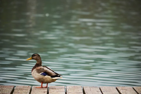 Canard sur la jetée — Photo