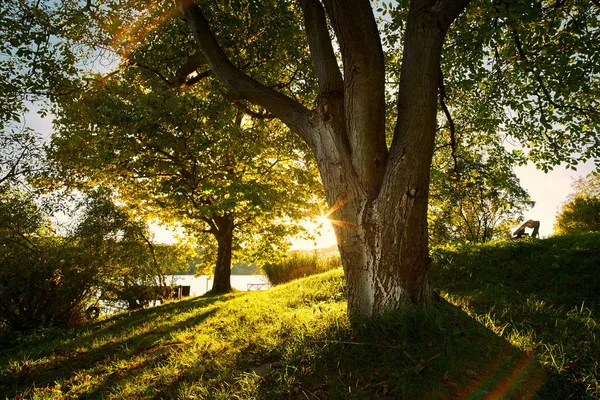 Hermoso bosque soleado — Foto de Stock