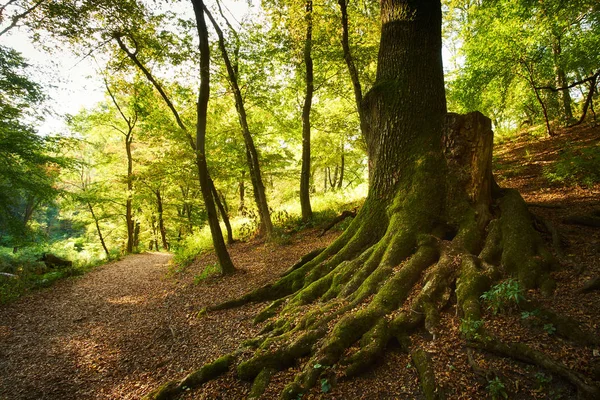 Grandes raíces de árboles en el bosque — Foto de Stock