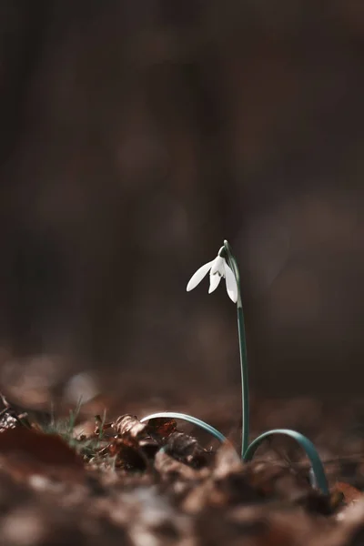 Snowdrop in spring forest — Stock Photo, Image