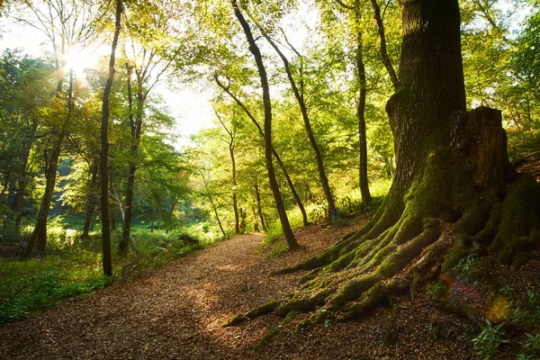 Grote boomwortels in het bos — Stockfoto