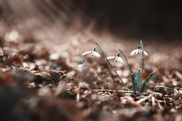 Snowdrop flowers in spring forest — Stock Photo, Image