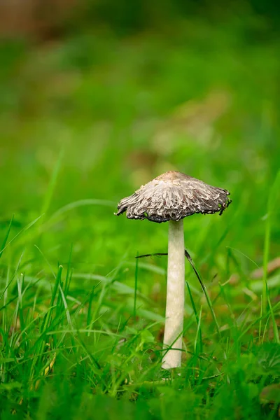Shaggy ink cap mushroom — Stock Photo, Image