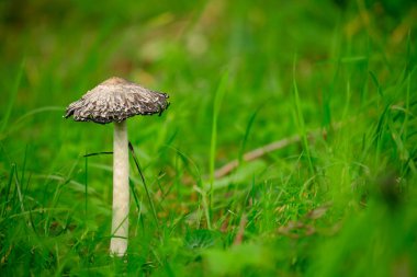 Shaggy mürekkep kap mantar 