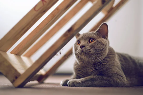 Purebred British Shorthair cat indoor portrait — Stock Photo, Image