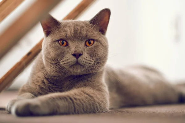 Крытый портрет чистокровной британской короткошёрстной кошки — стоковое фото