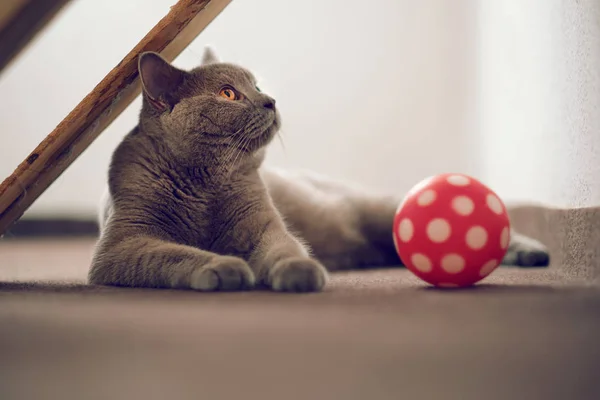 Purebred British Shorthair cat indoor portrait — Stock Photo, Image