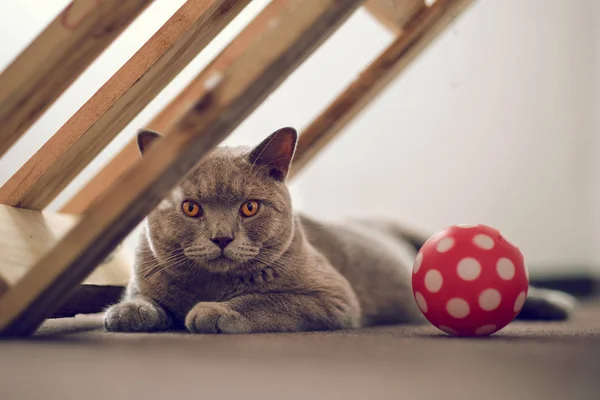 Purebred British Shorthair cat indoor portrait — Stock Photo, Image