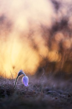 Donmuş Pasque çiçek