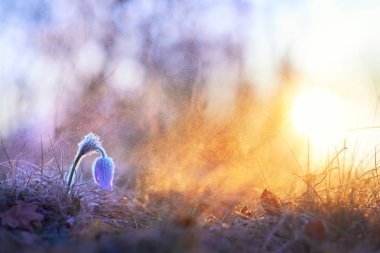 Donmuş Pasque çiçek