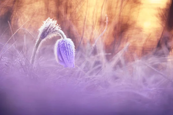 Frozen Pasque flower — Stock Photo, Image