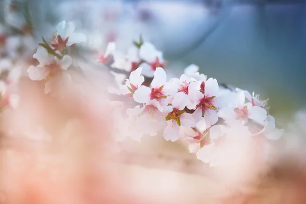 Japanska cherry blossom — Stockfoto