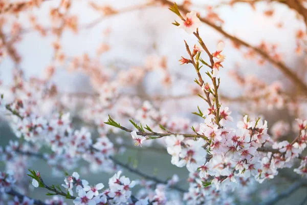 Blossom träd — Stockfoto