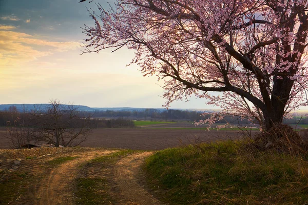 Solitario fioritura albero campagna — Foto Stock