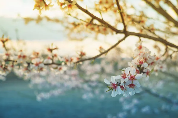 Blossom träd — Stockfoto