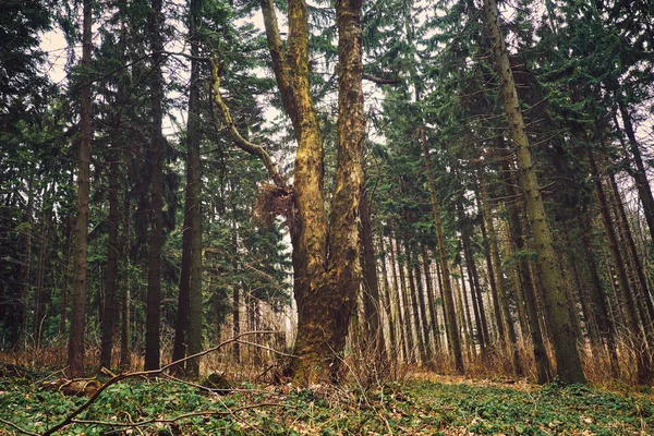Árbol grande en bosque de pinos — Foto de Stock