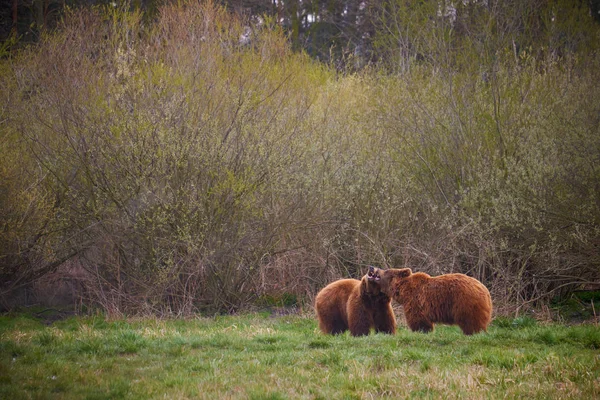 Medvěd hnědý v národním parku — Stock fotografie