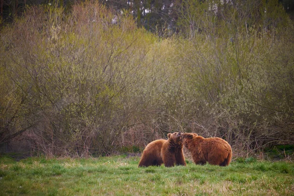 Brunbjörn i national park — Stockfoto